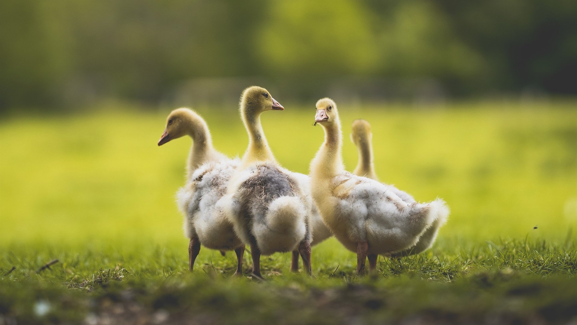 APEX英雄 新版本玩法受欢迎,apex英雄有哪些新英雄